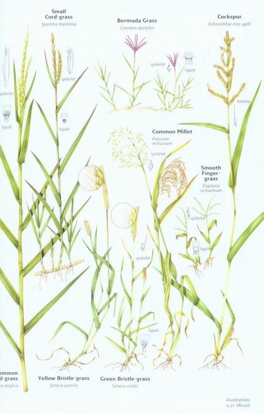 collins wild flower guide