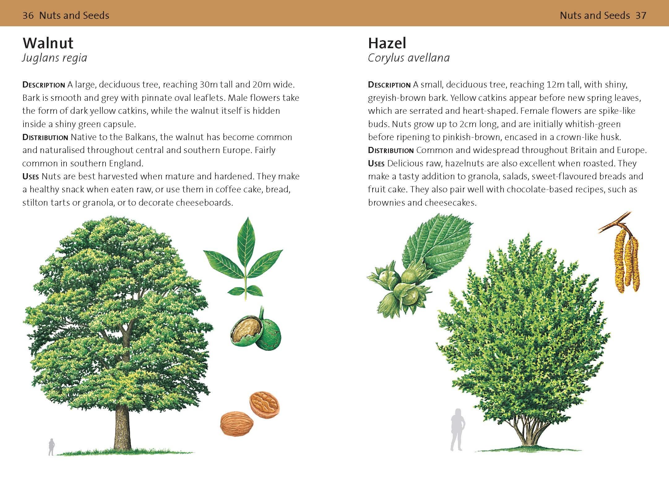 concise foraging guide