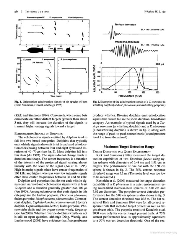 echolocation in bats and dolphins