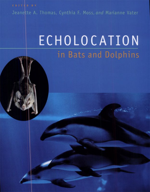 echolocation in bats and dolphins