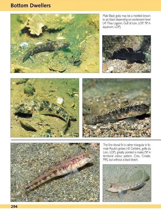 europe and mediterranean marine fish identification guide
