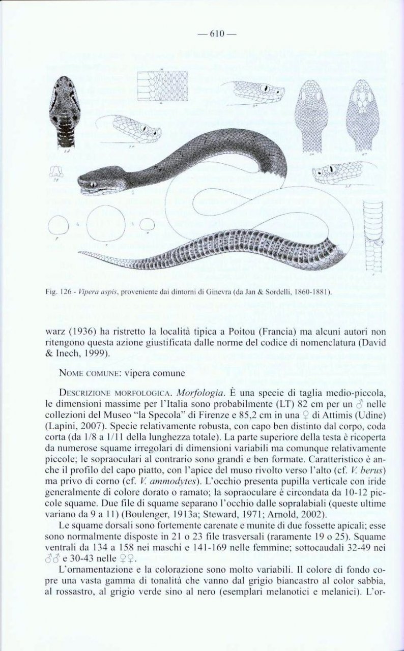 fauna d'italia. reptilia vol. xlv