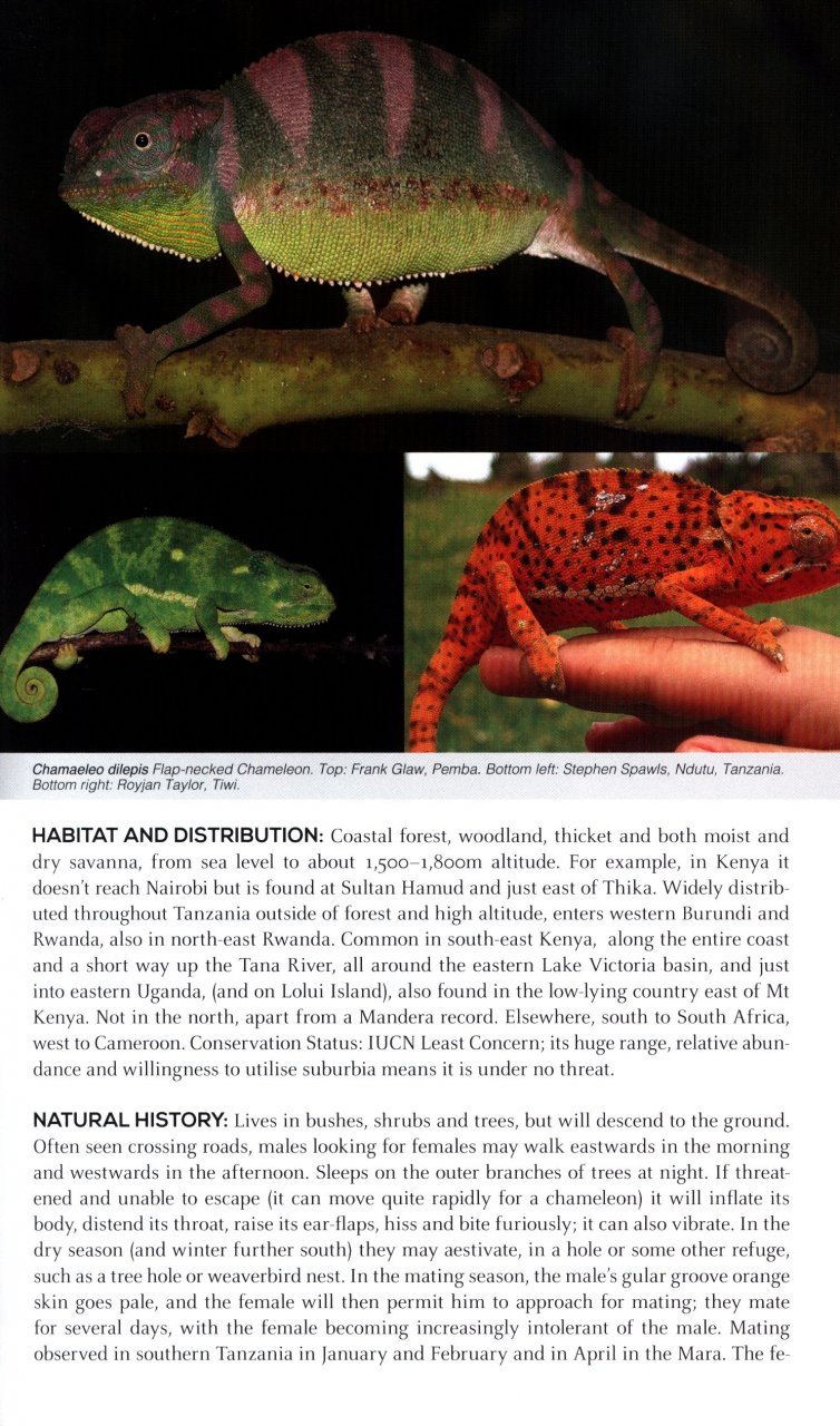 field guide to east african reptiles