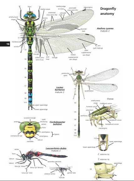 field guide to the dragonflies of britain and europe including western turkey and north-western africa