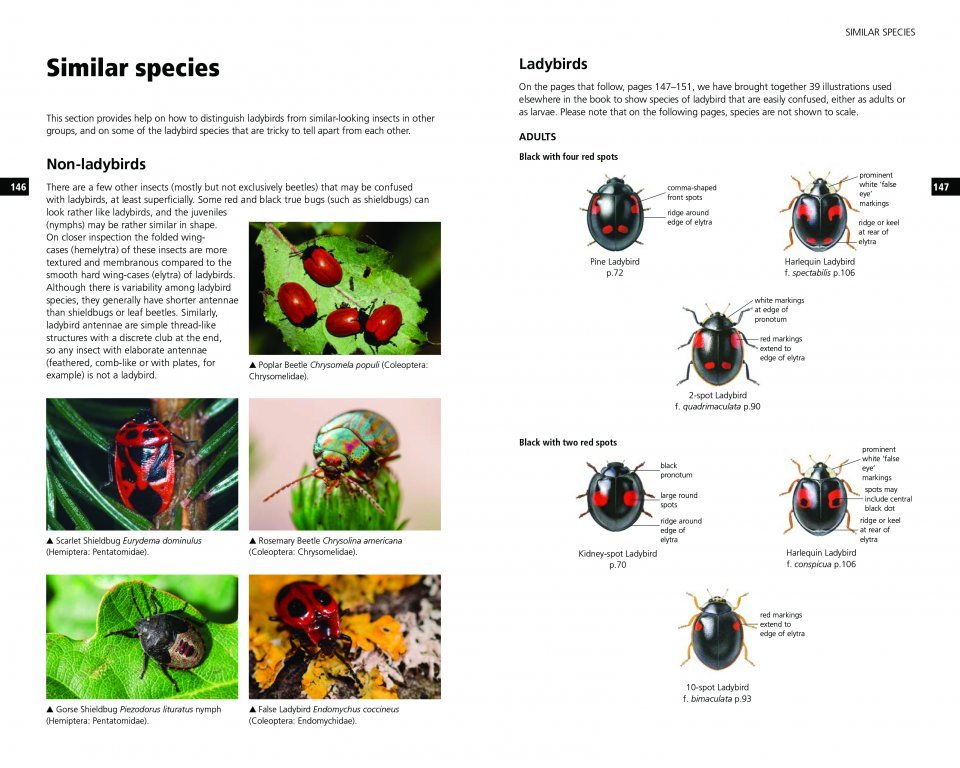 field guide to the ladybirds of britain and ireland