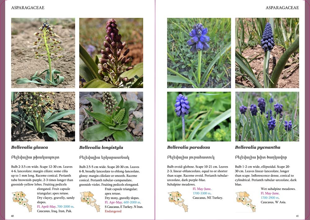 field guide to the plants of armenia