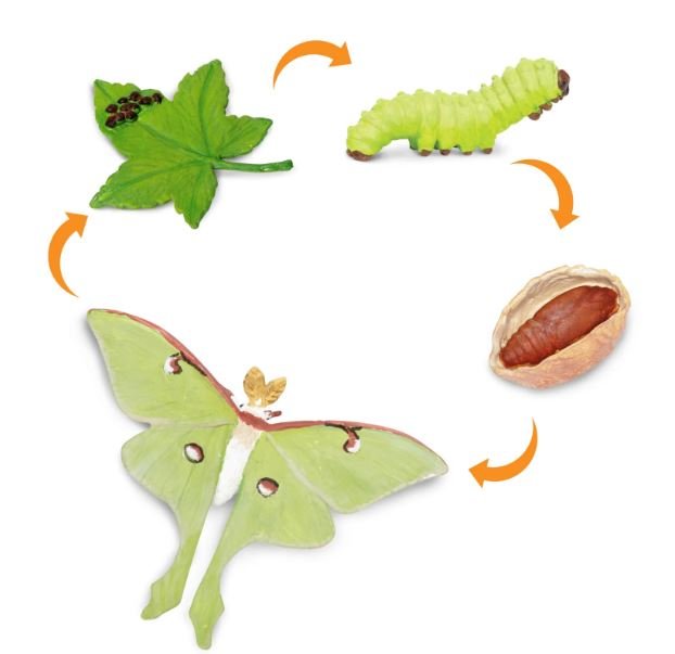 figuras ciclo de la vida- polilla luna