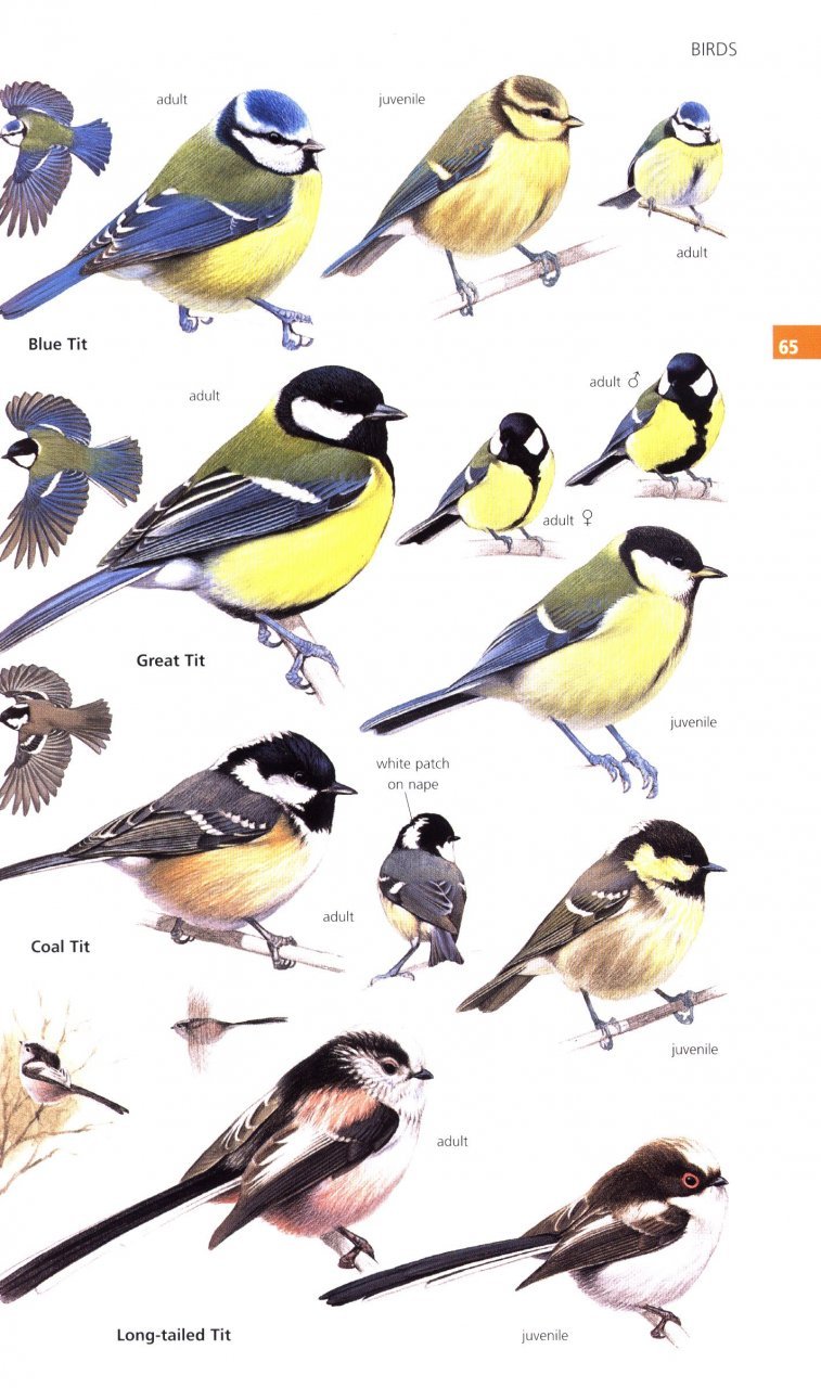 guide to garden wildlife