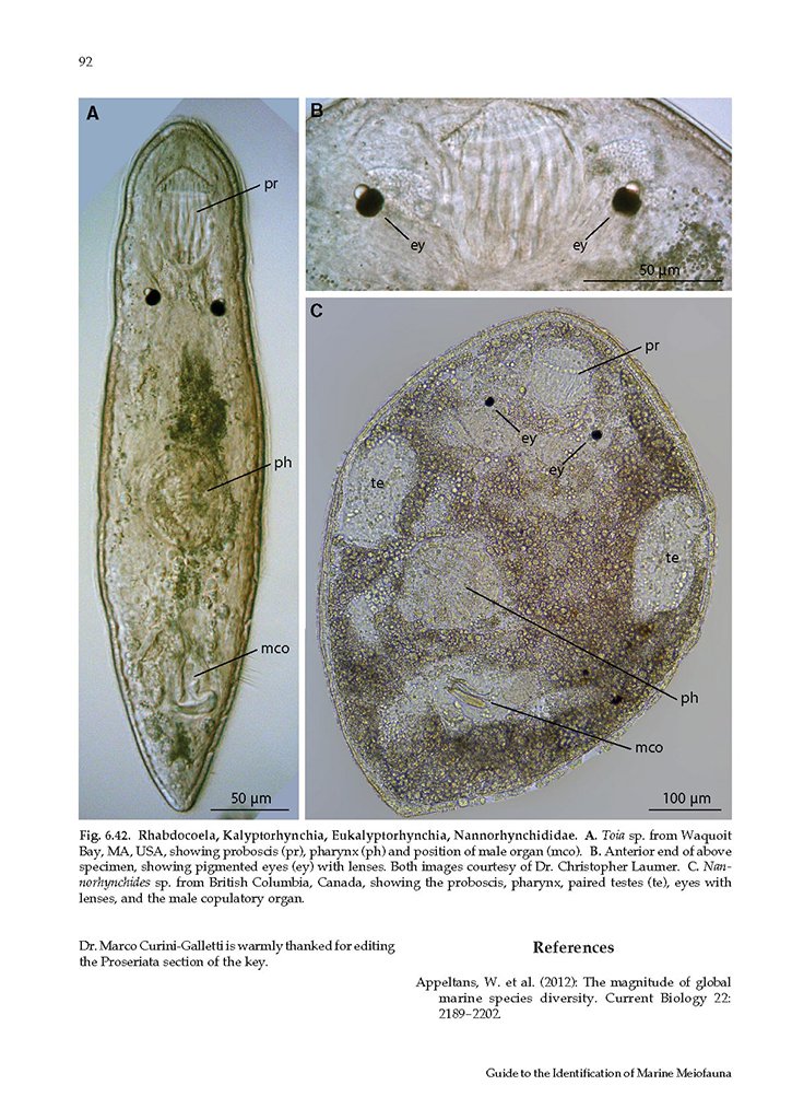 guide to the identification of marine meiofauna