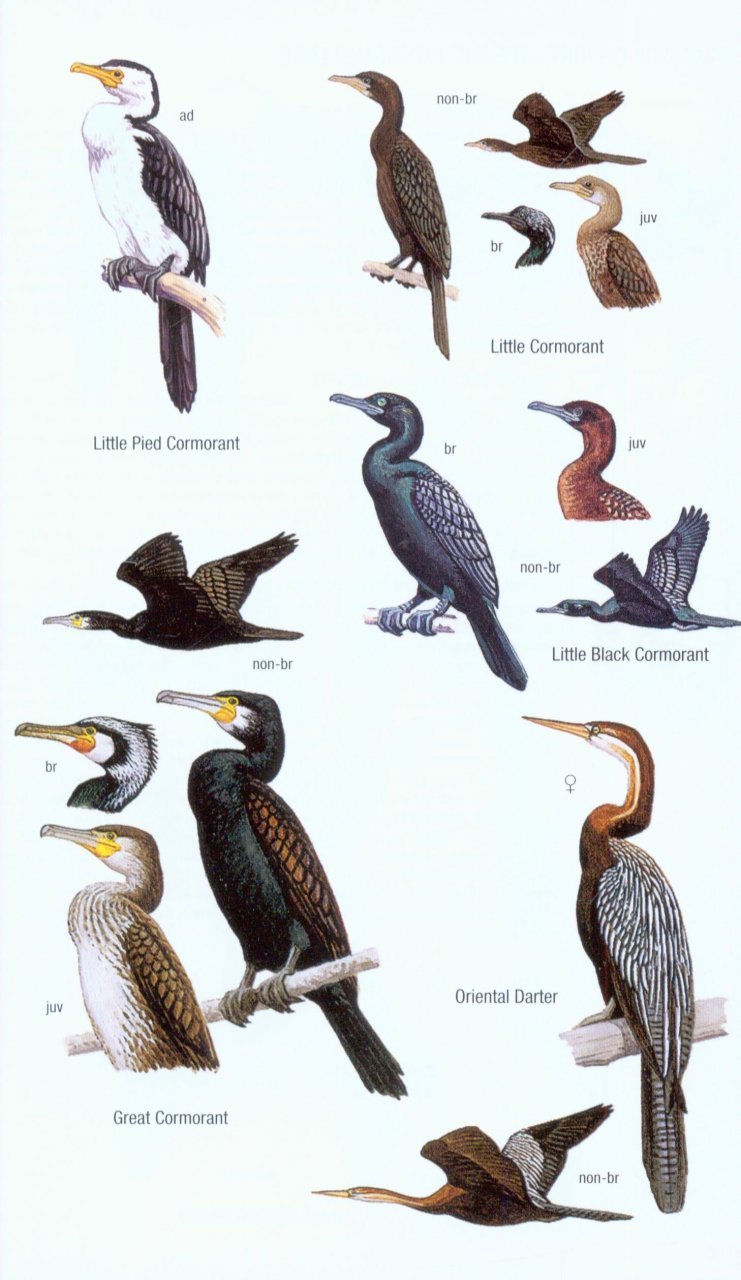 helm field guides. birds of borneo