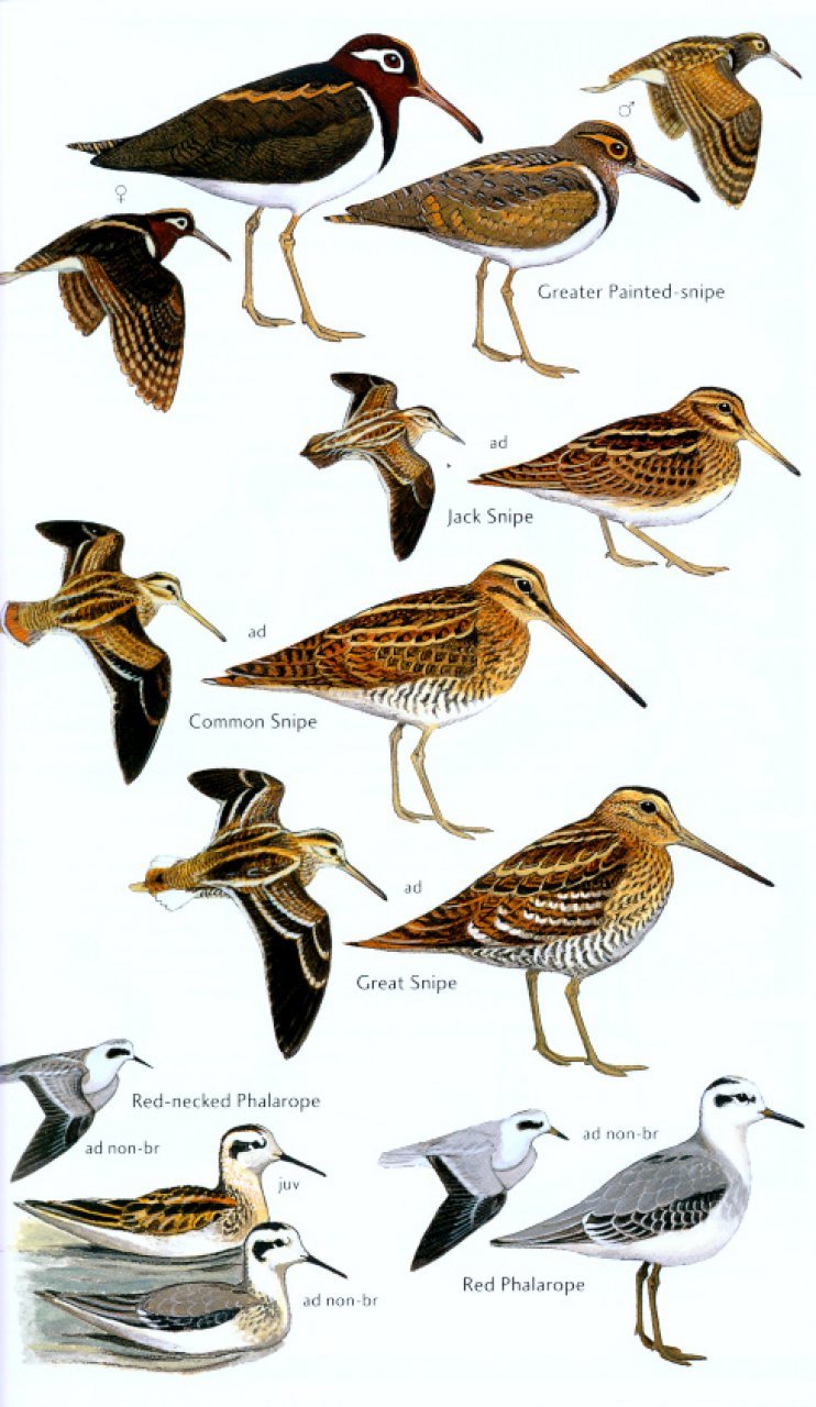 helm field guides. birds of senegal and the gambia