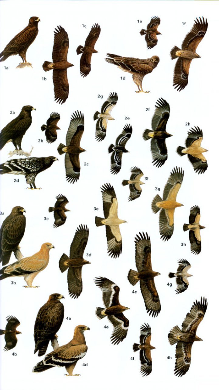 helm field guides. birds of southern india