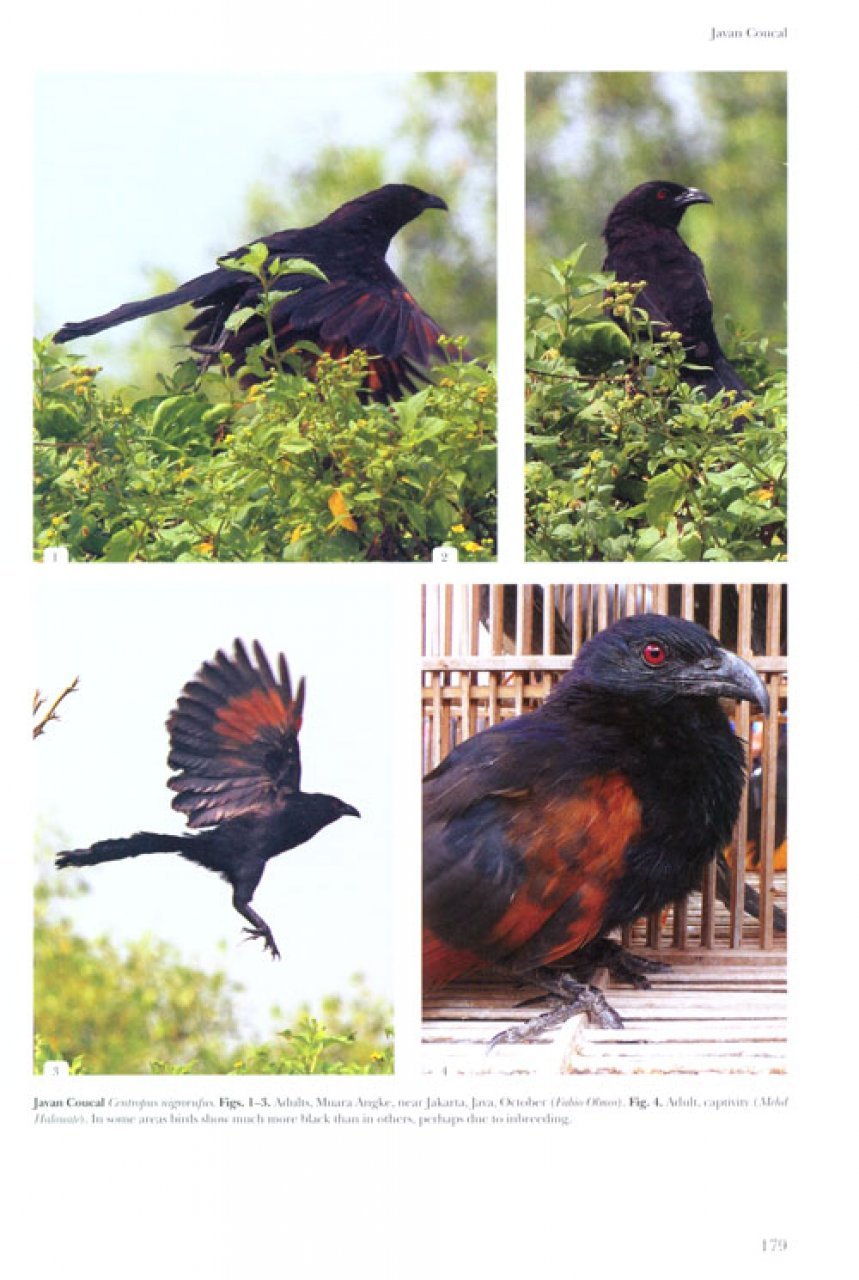 helm identification guide. cuckoos of the world