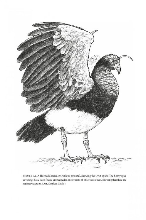 how birds evolve. what science reveals about their origin, lives & diversity