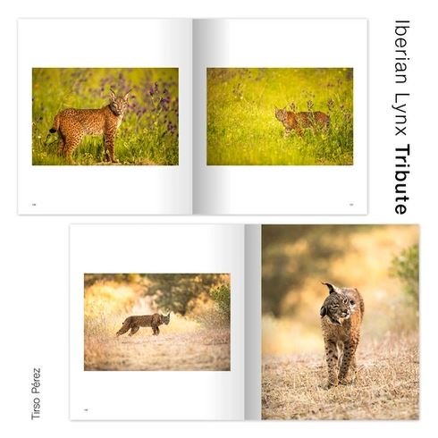 iberian lynx tribute