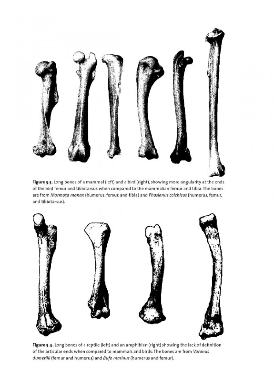 identifying & interpreting animal bones. a manual