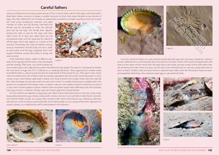inshore fishes of britain and ireland