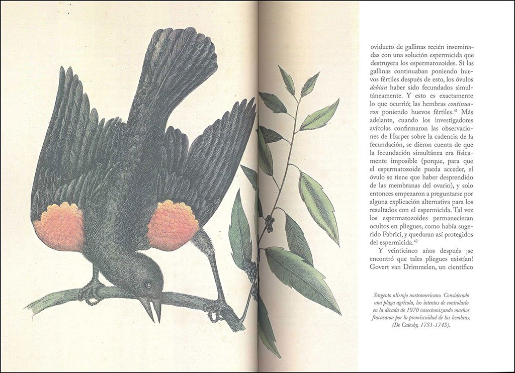 la sabiduria de las aves