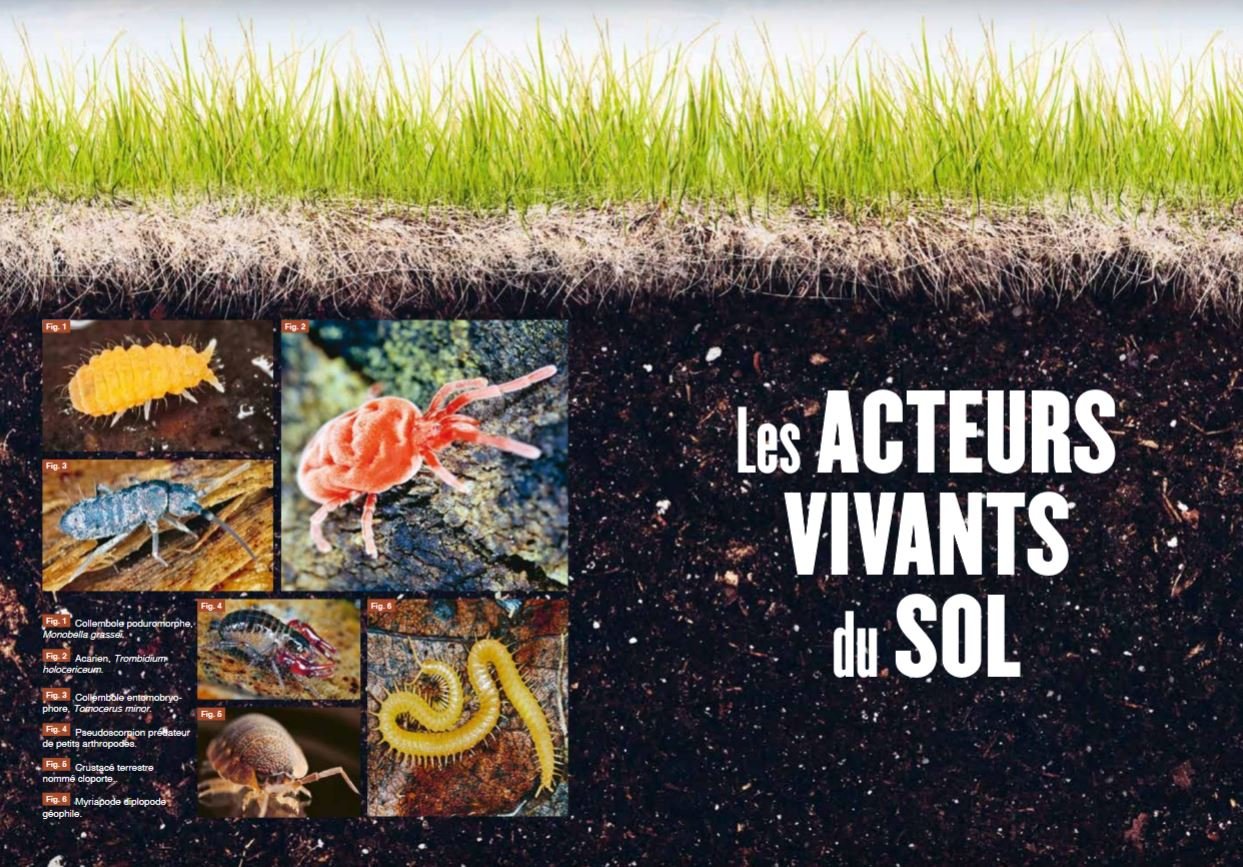 la vie du sol de nos jardins
