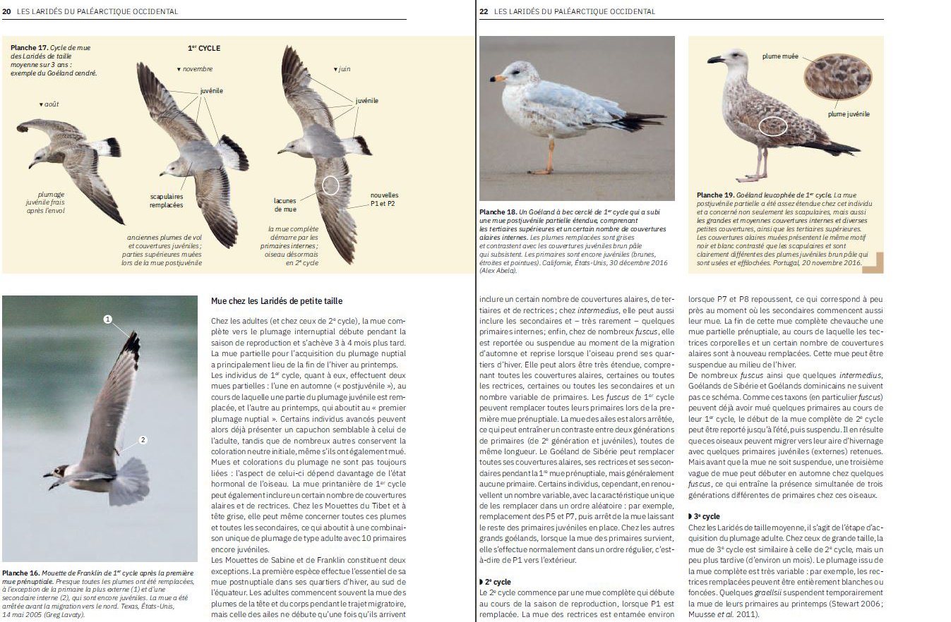 les larides du paleartique occidental. guide d'identification des mouttes et des goelands