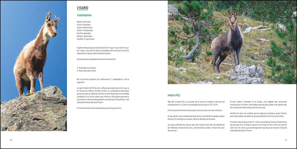 l'isard. el vigilant dels cims