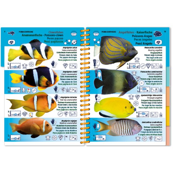 marine pictolife. indian ocean and red sea