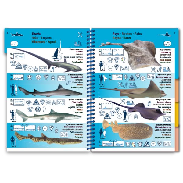 marine pictolife. mediterranean sea