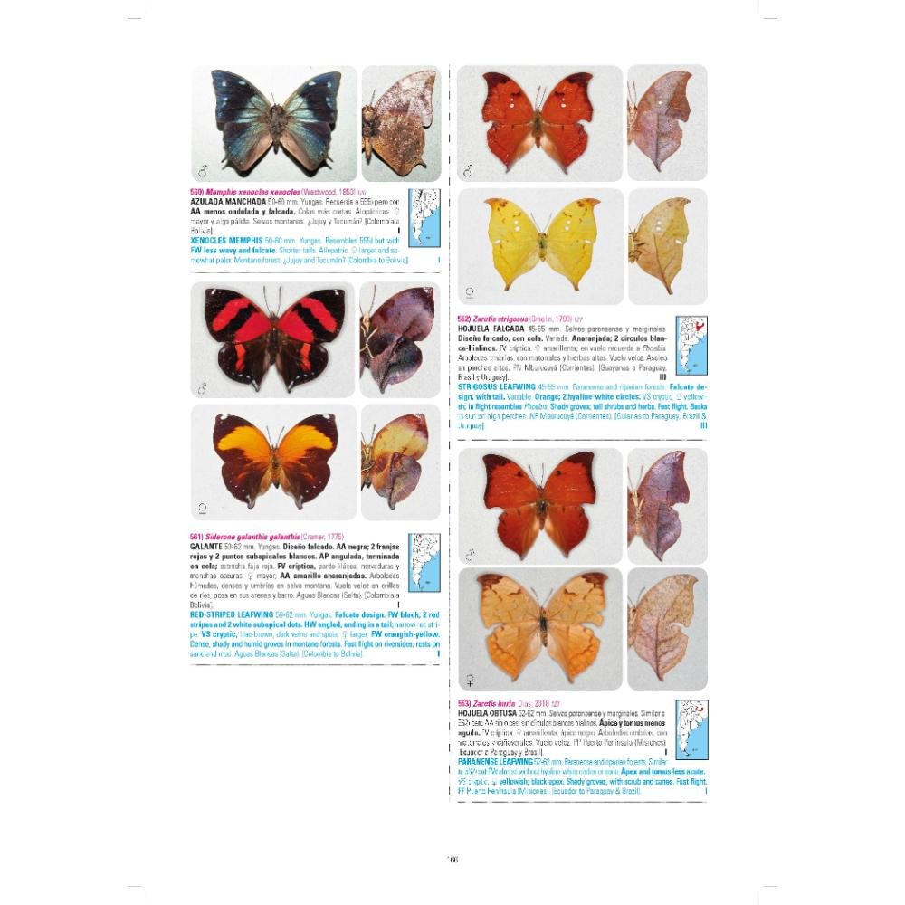 mariposas de argentina