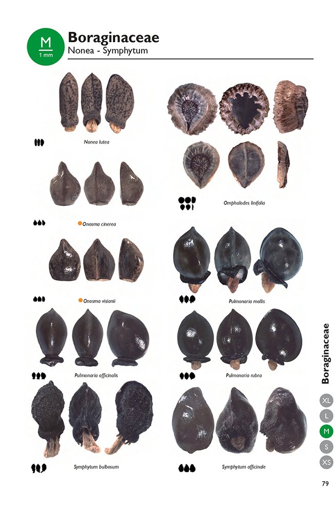 maris nostri novus atlas: seeds and fruits from the mediterranean basin