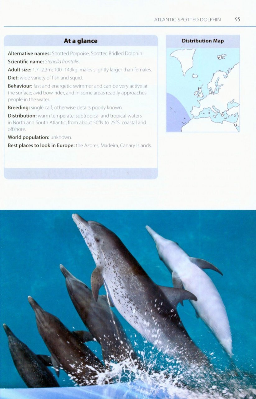 mark carwardine's guide to whale watching in britain and europe