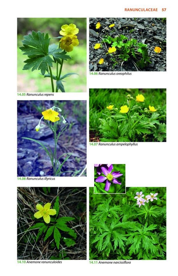 mountain flowers and trees of caucasia