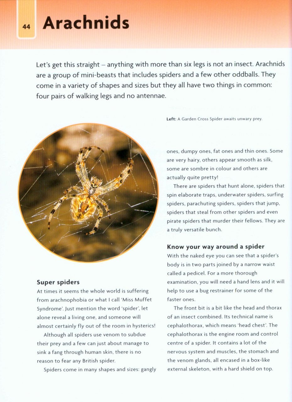 nick baker's bug book : discover the world of mini-beasts!