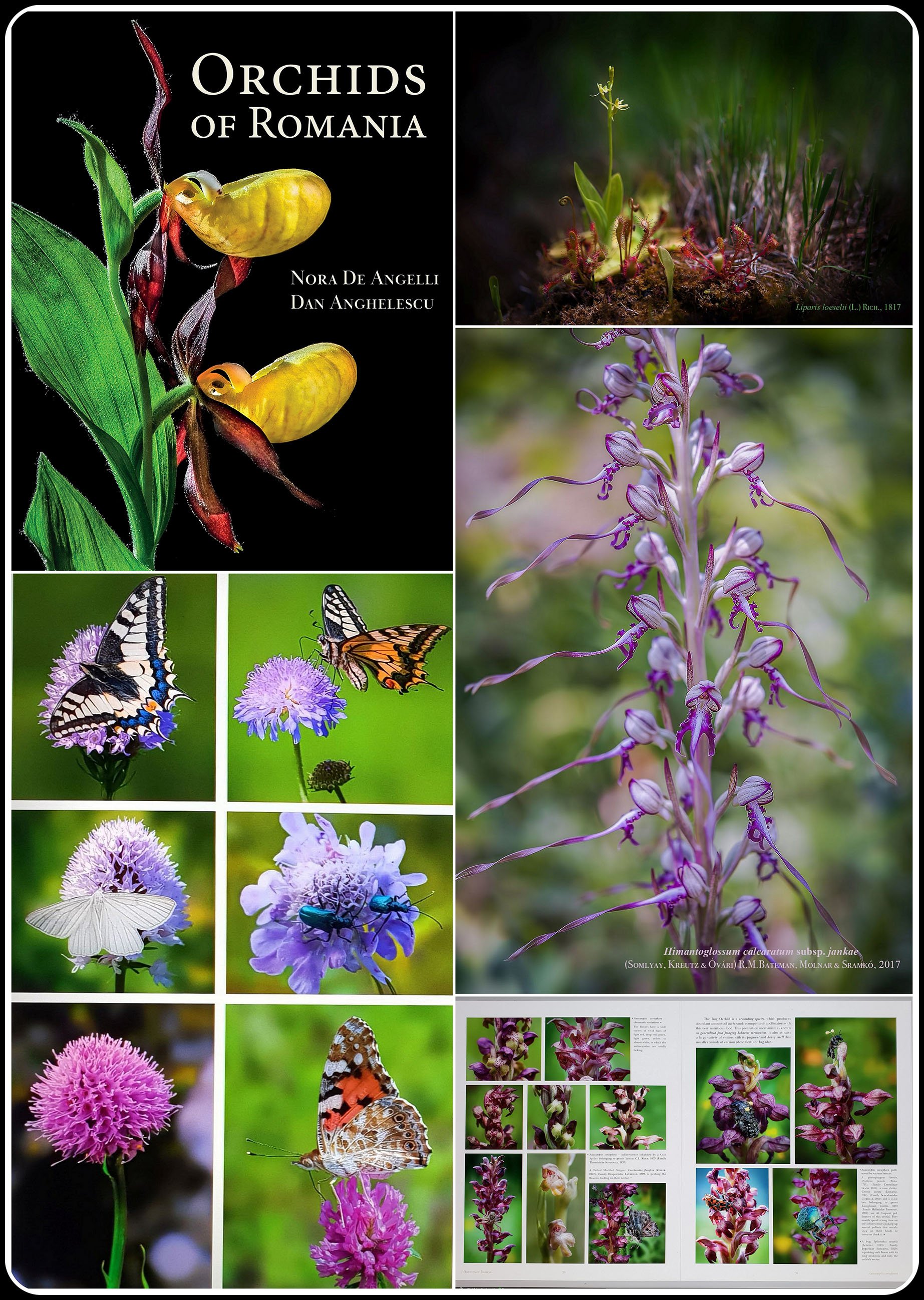 orchids of romania