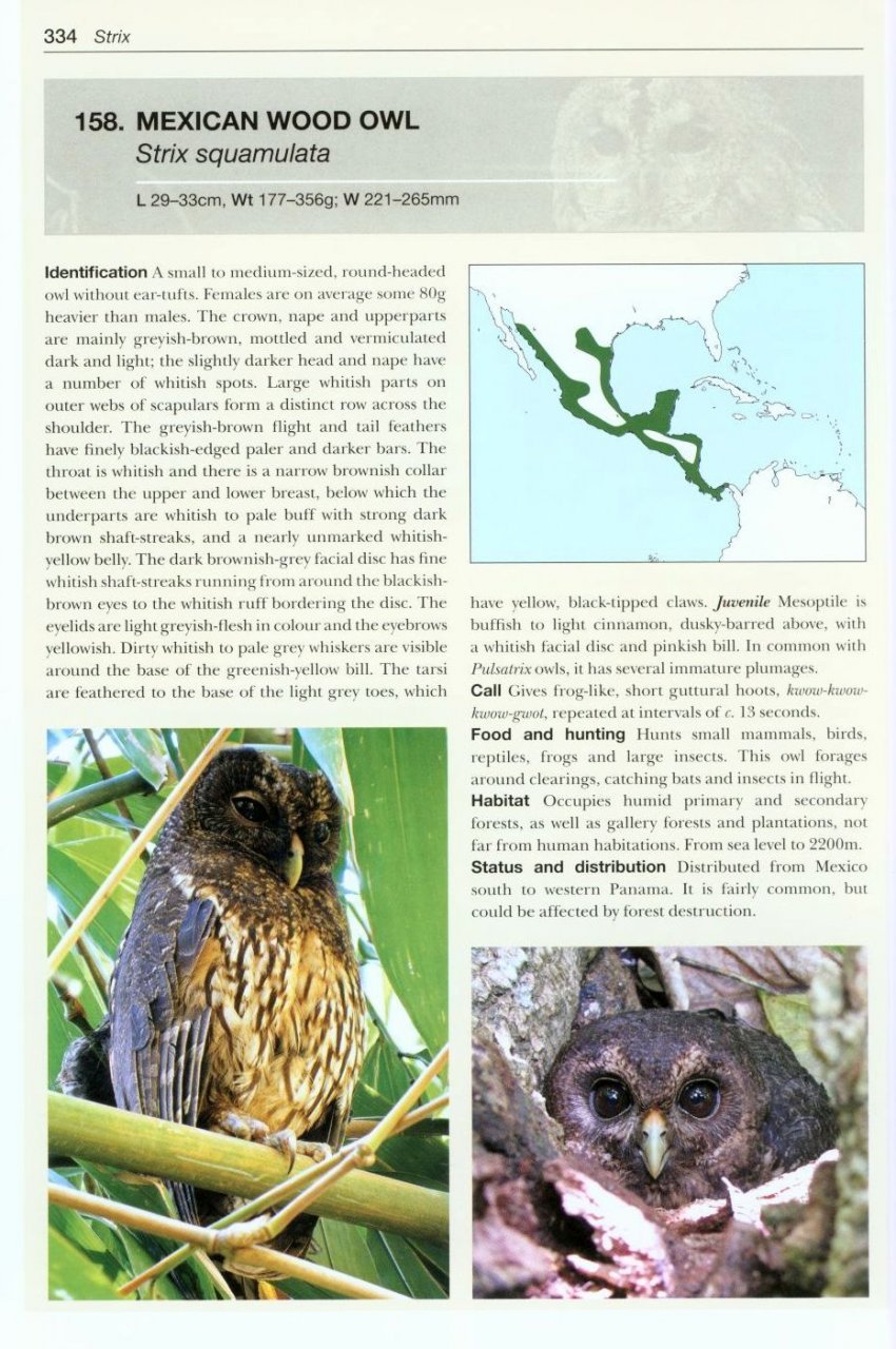 owls of the world. a photographic guide