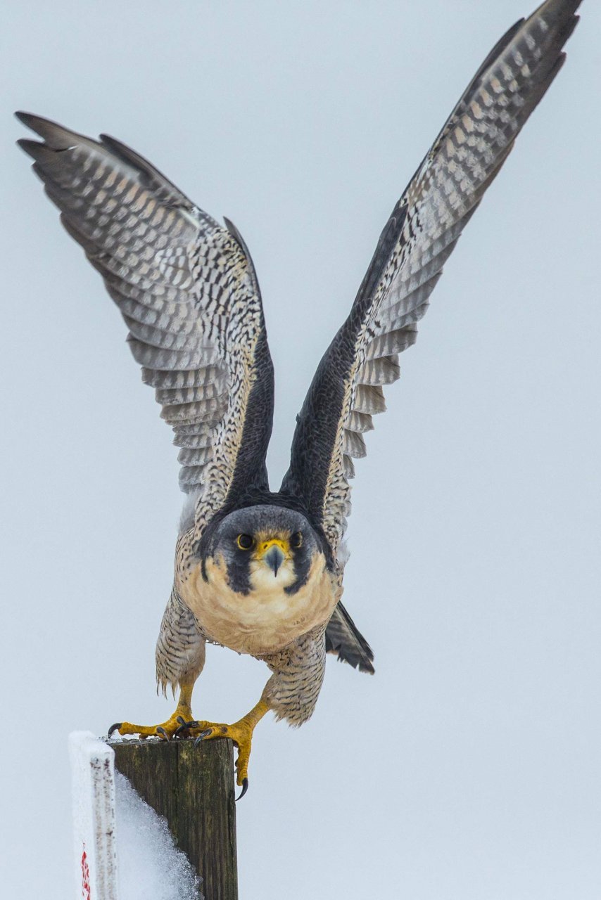 photographing birds of prey. the art of identifying & documenting raptors