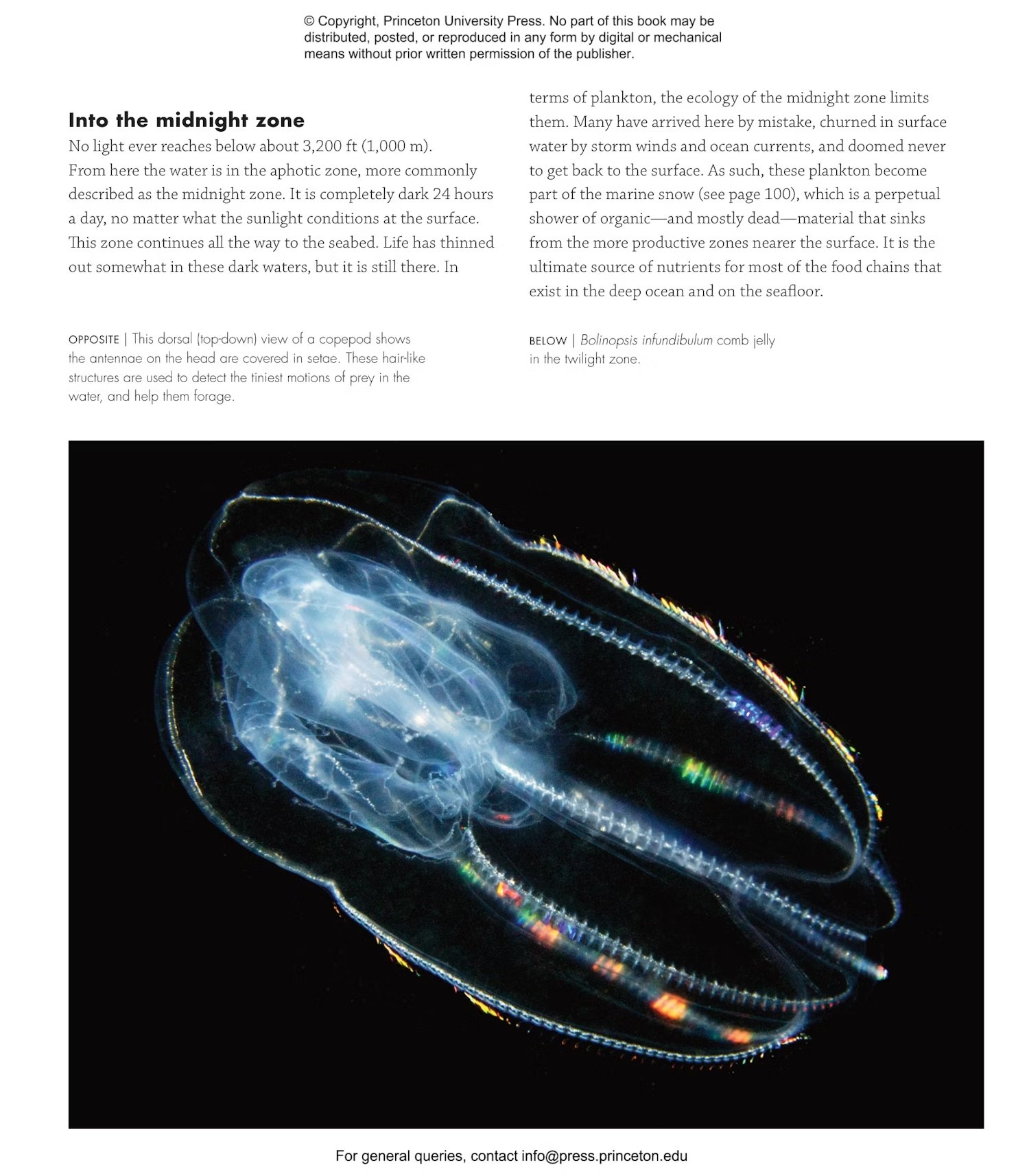 plankton: a worldwide guide