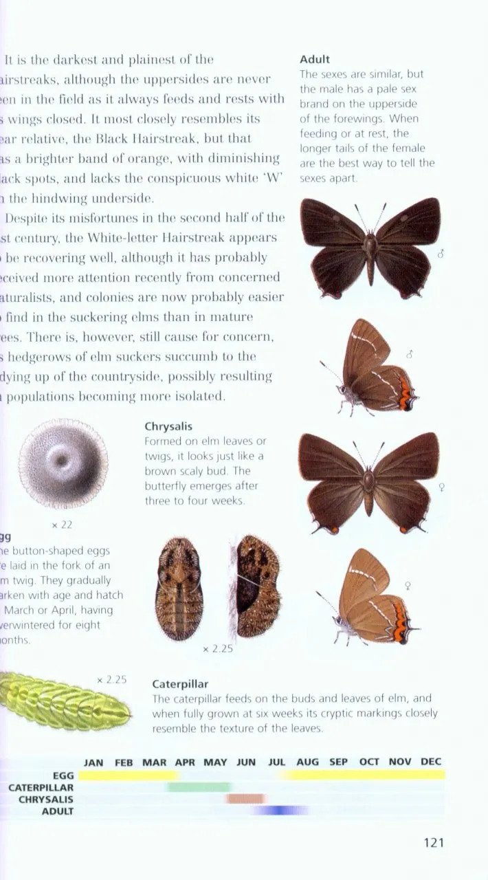 pocket guide to the butterflies of great britain and ireland