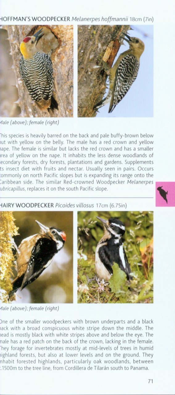 pocket photo guide to the birds of costa rica