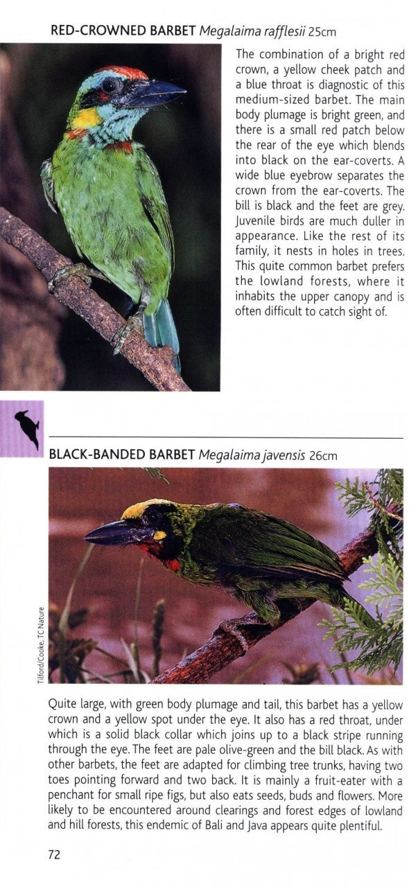 pocket photo guide to the birds of java, sumatra and bali