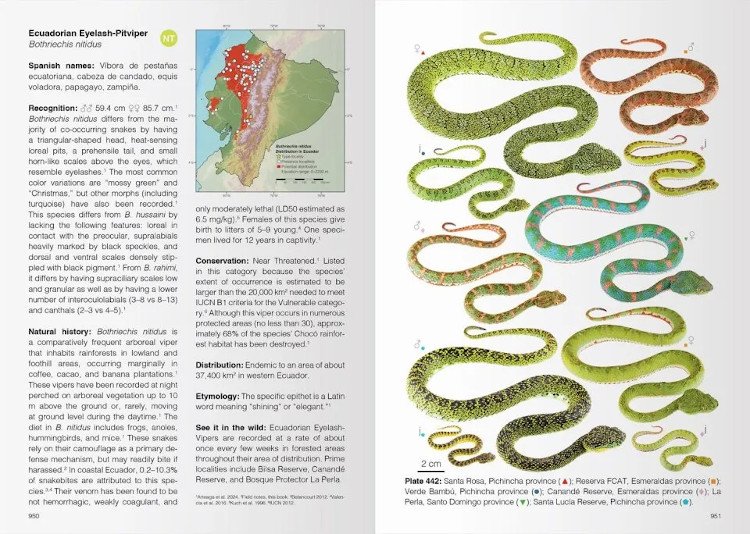 reptiles of ecuador. life in the middle of the world