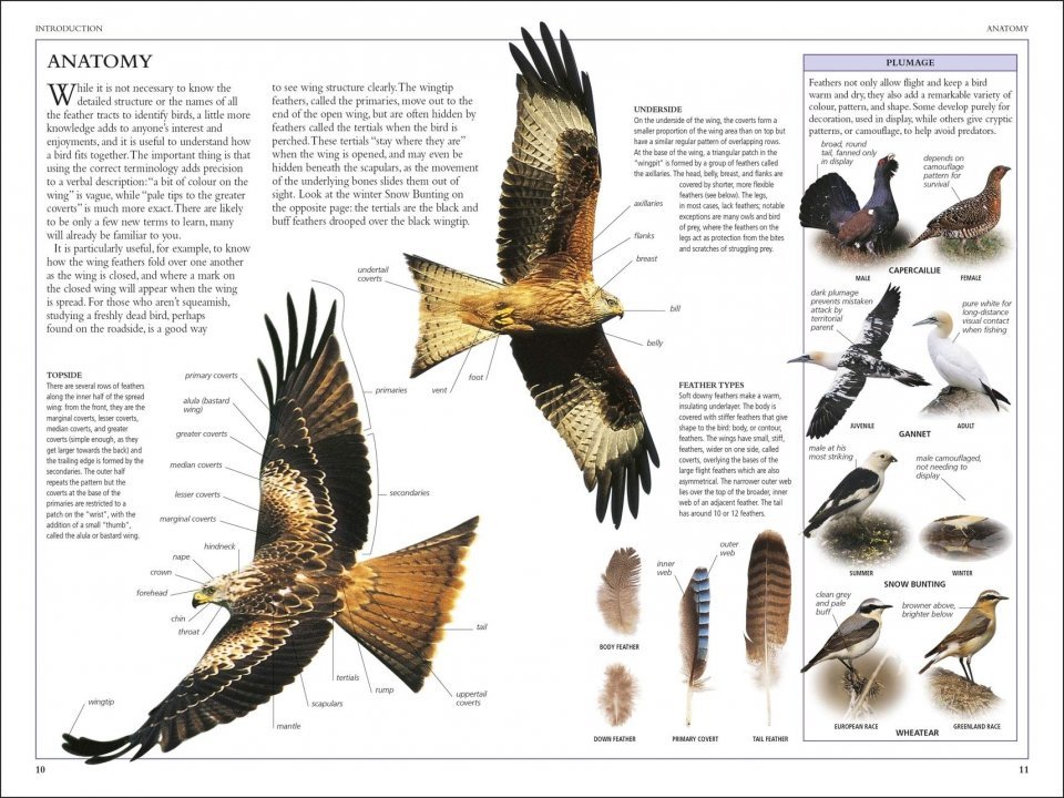 rspb birds of britain and europe