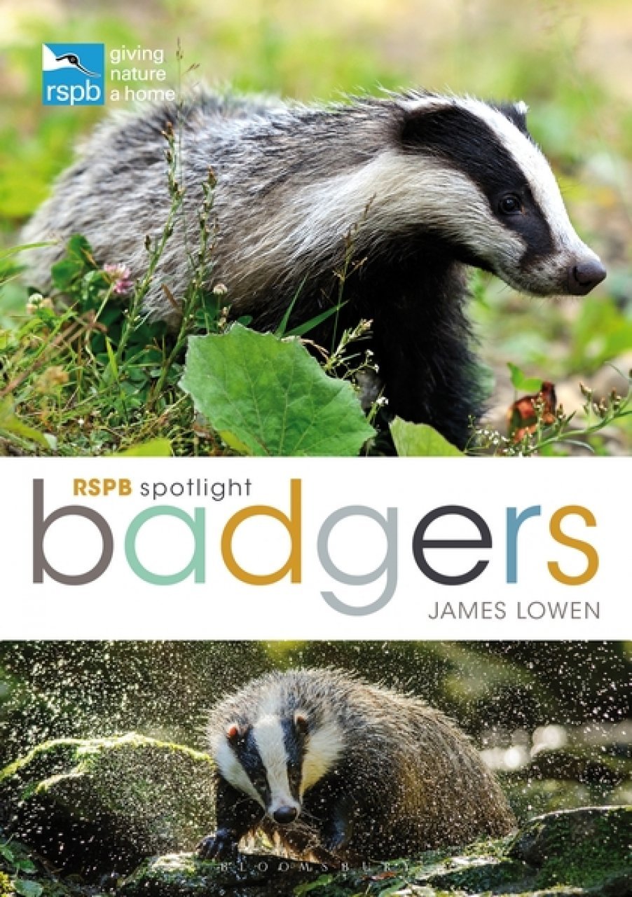 rspb spotlight: badgers