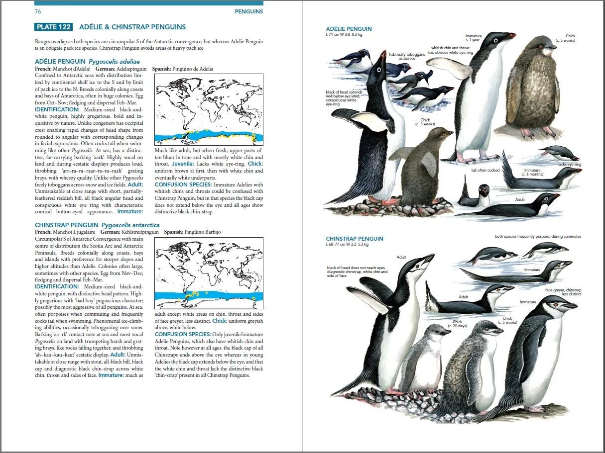 seabirds. the new identification guide