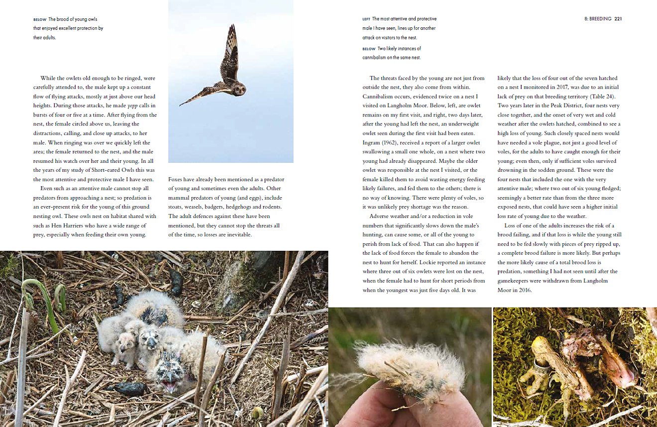 short-eared owls. an extensive study of short-eared owls in britain