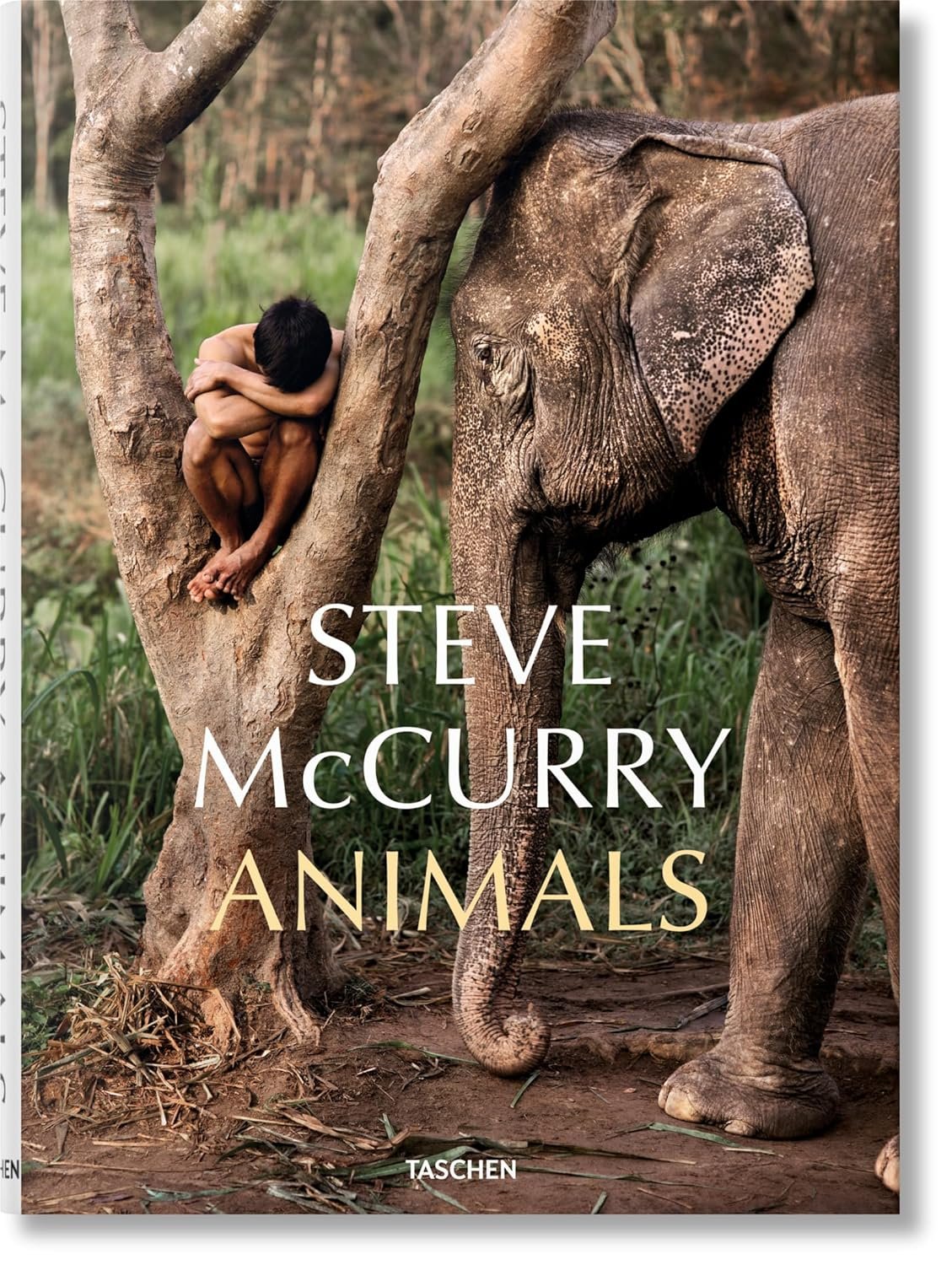 steve mc curry. animals