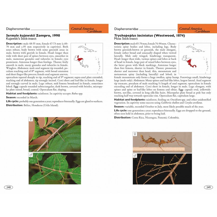 stick and leaf insects of the world