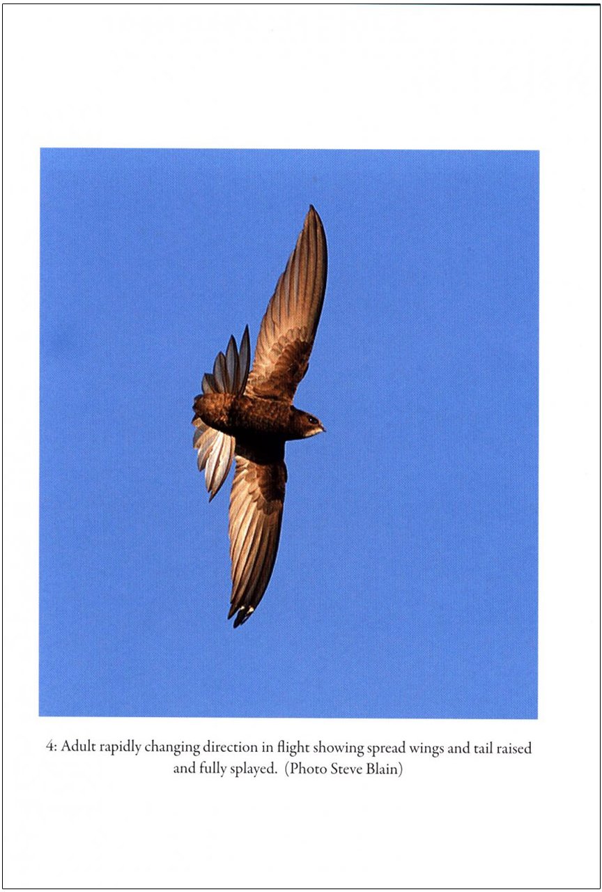 swifts in a tower