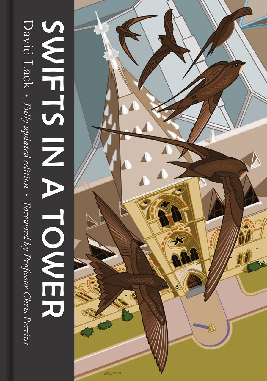 swifts in a tower