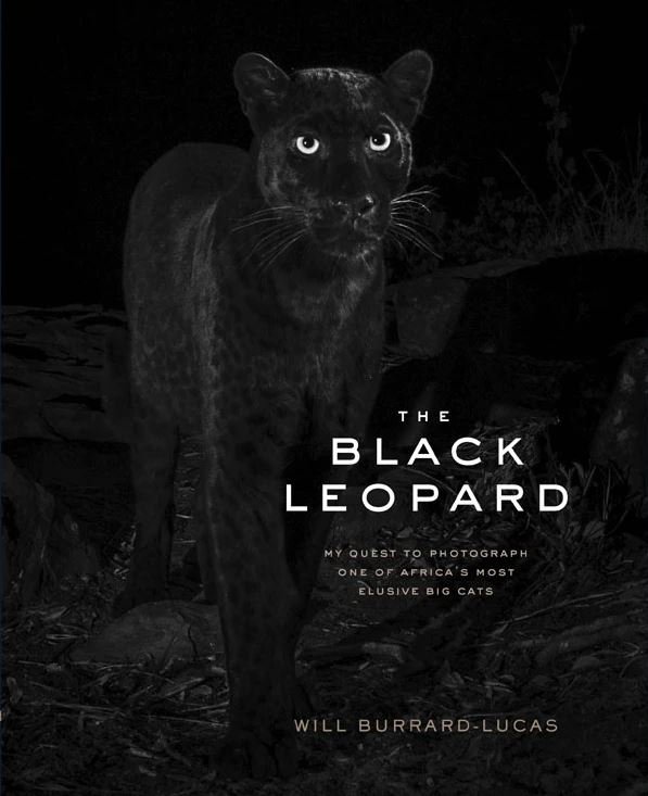 the black leopard: my quest to photograph one of africa's most elusive big cats