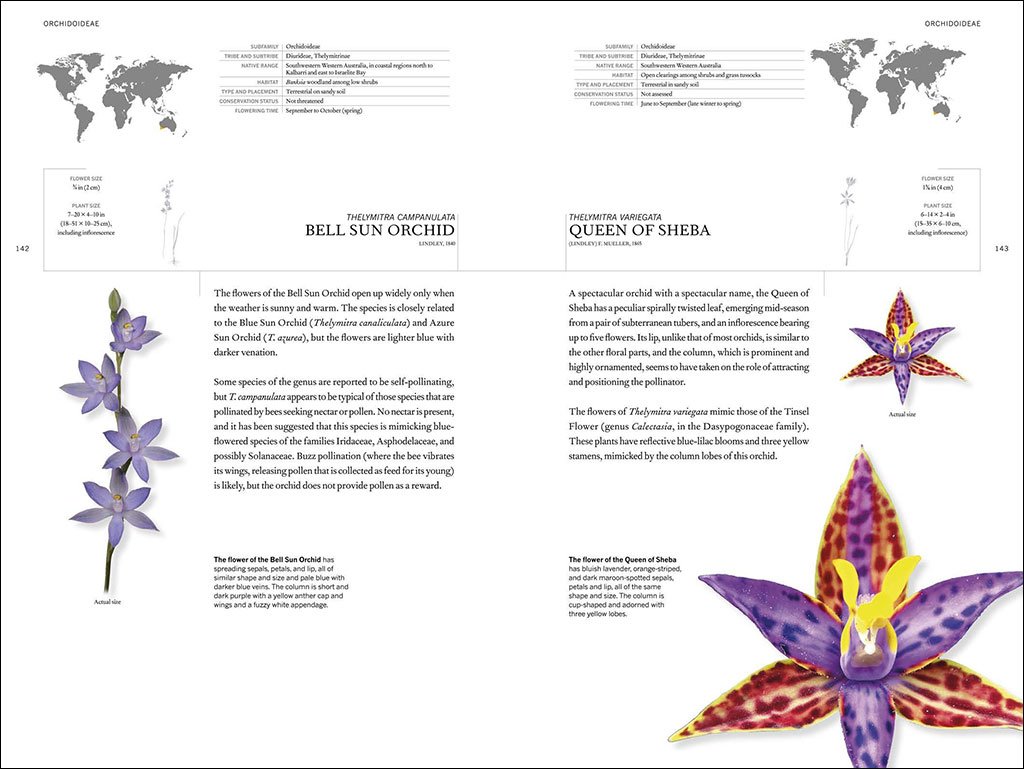 the book of orchids: a life-size guide to six hundred species from around the world